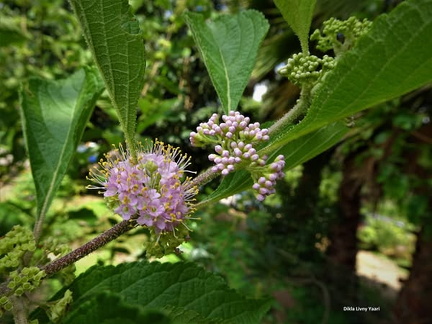 Callicarpa